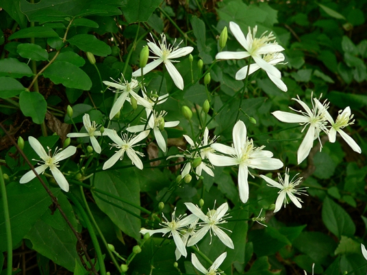 {Clematis terniflora}